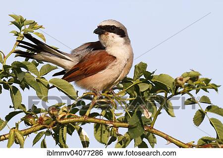 Stock Photograph - "Red-backed Shrike (Lanius collurio), male preening, Middle Elbe Biosphere Reserve, Dessau-Rosslau, Saxony-Anhalt, Germany, Europe". Fotosearch