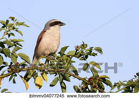 Stock Photography - "Red-backed Shrike (Lanius collurio), male on the perch, Middle Elbe Biosphere Reserve, Dessau-Rosslau, Saxony-Anhalt, Germany, Europe". Fotosearch