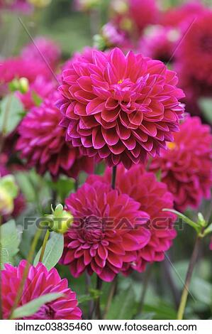 Stock Image - "Red Ball Dahlias (Dahlia), Mainau, Baden-Wurttemberg, Germany, Europe". Fotosearch