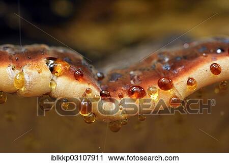"Red Banded Polypore (Fomitopsis pinicola) with drops, Saxony-Anhalt, Germany, Europe" View Large Photo Image Stock Image - "Red Banded Polypore (Fomitopsis pinicola) with drops, Saxony-Anhalt, Germany, Europe". Fotosearch