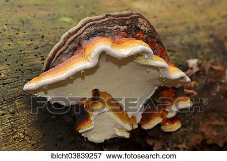 "Red Banded Polypore (Fomitopsis pinicola), Gelderland, The Netherlands, Europe" View Large Photo Image Stock Photo - "Red Banded Polypore (Fomitopsis pinicola), Gelderland, The Netherlands, Europe". Fotosearch