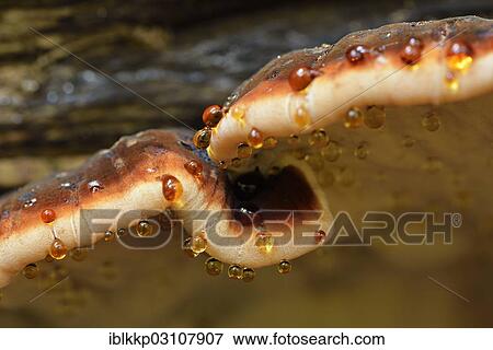 Stock Photo - "Red Banded Polypore (Fomitopsis pinicola) with drops, Saxony-Anhalt, Germany, Europe". Fotosearch