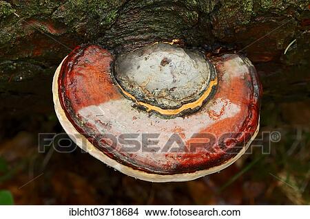 "Red Banded Polypore or Red-belted Bracket Fungus (Fomitopsis pinicola), Bavaria, Germany, Europe" View Large Photo Image Picture - "Red Banded Polypore or Red-belted Bracket Fungus (Fomitopsis pinicola), Bavaria, Germany, Europe". Fotosearch