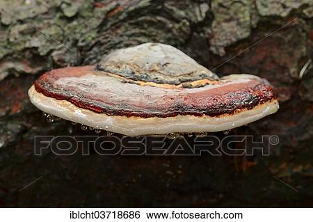 "Red Banded Polypore or Red-belted Bracket Fungus (Fomitopsis pinicola), Bavaria, Germany, Europe" View Large Photo Image Stock Photograph - "Red Banded Polypore or Red-belted Bracket Fungus (Fomitopsis pinicola), Bavaria, Germany, Europe". Fotosearch