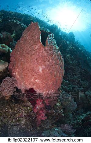"Red Barrel Sponge (Xestospongia testudinaria), on reef, Wetar Island, Barat Daya Islands, Lesser Sunda Islands, Maluku Province, Indonesia, Southeast Asia, Asia" View Large Photo Image Stock Photo - "Red Barrel Sponge (Xestospongia testudinaria), on reef, Wetar Island, Barat Daya Islands, Lesser Sunda Islands, Maluku Province, Indonesia, Southeast Asia, Asia". Fotosearch