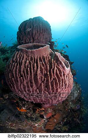 "Red Barrel Sponge (Xestospongia testudinaria), on shipwreck, Liberty Wreck, Tulamben, Bali, Lesser Sunda Islands, Indonesia, Southeast Asia, Asia" View Large Photo Image Stock Photography - "Red Barrel Sponge (Xestospongia testudinaria), on shipwreck, Liberty Wreck, Tulamben, Bali, Lesser Sunda Islands, Indonesia, Southeast Asia, Asia". Fotosearch