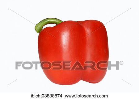 Red Bell Pepper (Capsicum annuum) View Large Photo Image Picture - Red Bell Pepper (Capsicum annuum). Fotosearch