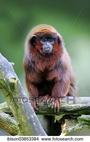 "Red-bellied Titi (Callicebus moloch), adult on tree, Apeldoorn, Netherlands" View Large Photo Image Picture - "Red-bellied Titi (Callicebus moloch), adult on tree, Apeldoorn, Netherlands". Fotosearch