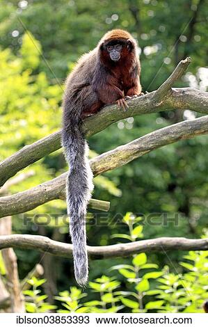 "Red-bellied Titi (Callicebus moloch), adult on tree, Apeldoorn, Netherlands" View Large Photo Image Stock Image - "Red-bellied Titi (Callicebus moloch), adult on tree, Apeldoorn, Netherlands". Fotosearch