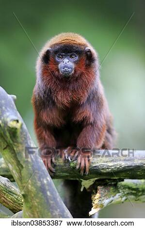 "Red-bellied Titi (Callicebus moloch), adult on tree, Apeldoorn, Netherlands" View Large Photo Image Stock Photo - "Red-bellied Titi (Callicebus moloch), adult on tree, Apeldoorn, Netherlands". Fotosearch