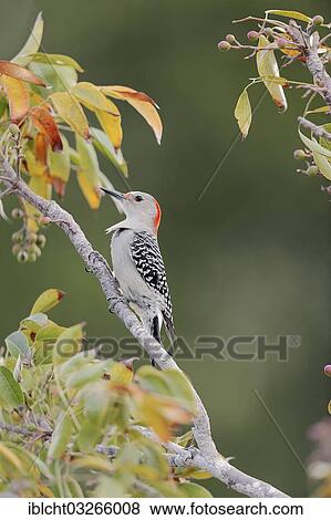 "Red-bellied Woodpecker (Melanerpes carolinus), female, Everglades National Park, Florida, United States, North America" View Large Photo Image Stock Photo - "Red-bellied Woodpecker (Melanerpes carolinus), female, Everglades National Park, Florida, United States, North America". Fotosearch