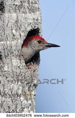Stock Photograph - "Red-bellied Woodpecker (Melanerpes carolinus) male looking out of nest cavity, Everglades National Park, Florida, United States, North America". Fotosearch
