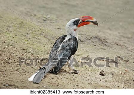 Stock Image - "Red-billed Hornbill (Tockus erythrorhynchus), native to Africa, in captivity, Germany, Europe". Fotosearch
