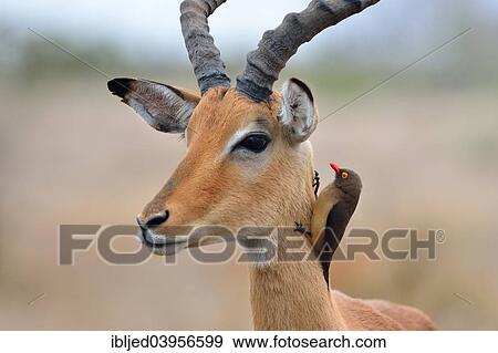 "Red-billed Oxpecker (Buphagus erythrorhynchus), on the neck of a male Impala (Aepyceros melampus), Kruger National Park, South Africa, Africa" View Large Photo Image Stock Photo - "Red-billed Oxpecker (Buphagus erythrorhynchus), on the neck of a male Impala (Aepyceros melampus), Kruger National Park, South Africa, Africa". Fotosearch