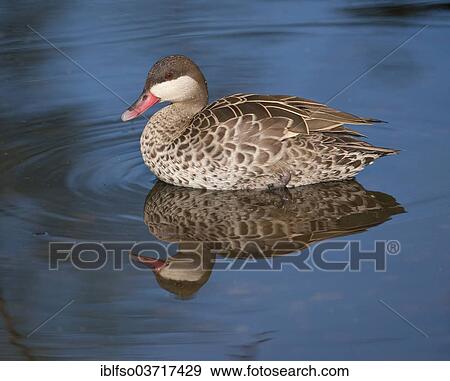 "Red-billed Teal (Anas erythrorhyncha), captive, native to Africa, Saxony, Germany, Europe" View Large Photo Image Stock Photo - "Red-billed Teal (Anas erythrorhyncha), captive, native to Africa, Saxony, Germany, Europe". Fotosearch
