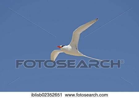 "Red-billed Tropicbird or Boatswain Bird (Phaeton aethereus), in flight, Genovesa Island, Galapagos Islands, UNESCO World Natural Heritage Site, Ecuador, South America" View Large Photo Image Stock Image - "Red-billed Tropicbird or Boatswain Bird (Phaeton aethereus), in flight, Genovesa Island, Galapagos Islands, UNESCO World Natural Heritage Site, Ecuador, South America". Fotosearch