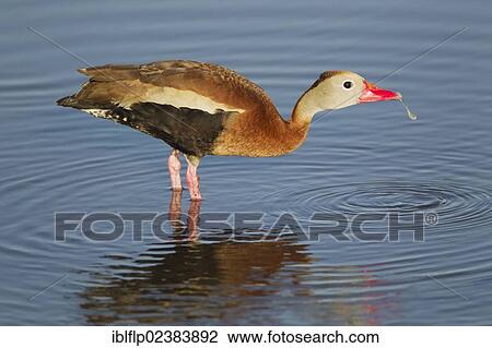 "Red-billed Whistling-duck (Dendrocygna autumnalis), adult, drinking, standing in shallow water, South Padre Island, Texas, United States, North America" View Large Photo Image Stock Image - "Red-billed Whistling-duck (Dendrocygna autumnalis), adult, drinking, standing in shallow water, South Padre Island, Texas, United States, North America". Fotosearch