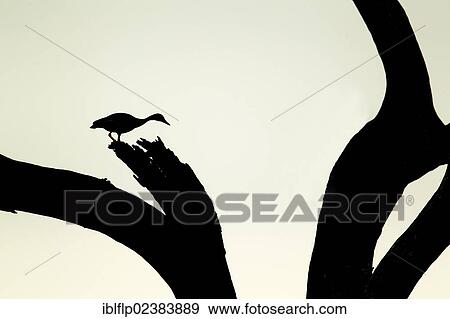 "Red-billed Whistling-duck (Dendrocygna autumnalis), adult, silhouetted on snag, Brazos Bend State Park, Texas, United States, North America" View Large Photo Image Stock Photo - "Red-billed Whistling-duck (Dendrocygna autumnalis), adult, silhouetted on snag, Brazos Bend State Park, Texas, United States, North America". Fotosearch