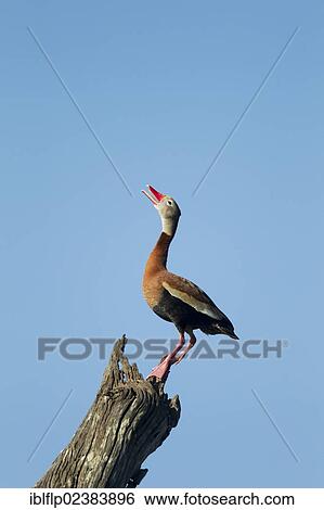 "Red-billed Whistling-duck (Dendrocygna autumnalis), adult, calling, standing on snag, Brazos Bend State Park, Texas, United States, North America" View Large Photo Image Stock Photograph - "Red-billed Whistling-duck (Dendrocygna autumnalis), adult, calling, standing on snag, Brazos Bend State Park, Texas, United States, North America". Fotosearch