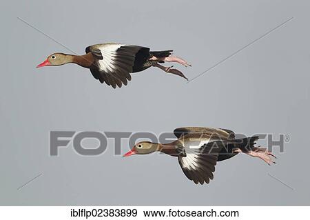"Red-billed Whistling-ducks (Dendrocygna autumnalis), two adults, in flight, South Padre Island, Rockport, Texas, United States, North America" View Large Photo Image Stock Photo - "Red-billed Whistling-ducks (Dendrocygna autumnalis), two adults, in flight, South Padre Island, Rockport, Texas, United States, North America". Fotosearch