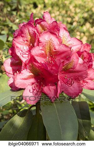 "Red blooming Rhododendron (Rhododendron sp. ), Saxony, Germany, Europe" View Large Photo Image Stock Image - "Red blooming Rhododendron (Rhododendron sp. ), Saxony, Germany, Europe". Fotosearch