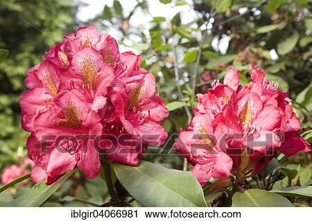 "Red blooming Rhododendron (Rhododendron sp. ), Saxony, Germany, Europe" View Large Photo Image Stock Image - "Red blooming Rhododendron (Rhododendron sp. ), Saxony, Germany, Europe". Fotosearch