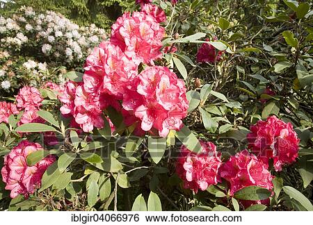 "Red blooming Rhododendron (Rhododendron sp. ), Saxony, Germany, Europe" View Large Photo Image Stock Photograph - "Red blooming Rhododendron (Rhododendron sp. ), Saxony, Germany, Europe". Fotosearch