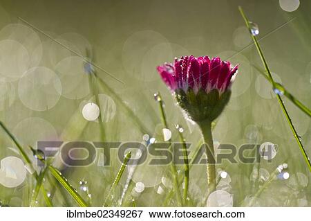 "Red blossom, Common daisy, Lawn daisy (Bellis perennis) with sparkling dew drops in the morning light" View Large Photo Image Stock Photo - "Red blossom, Common daisy, Lawn daisy (Bellis perennis) with sparkling dew drops in the morning light". Fotosearch