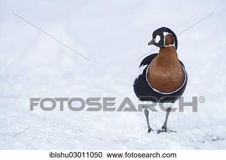 "Red-breasted Goose (Branta ruficollis), gander, in the snow, Arth Goldau, Schwyz, Canton of Schwyz, Switzerland, Europe" View Large Photo Image Stock Image - "Red-breasted Goose (Branta ruficollis), gander, in the snow, Arth Goldau, Schwyz, Canton of Schwyz, Switzerland, Europe". Fotosearch