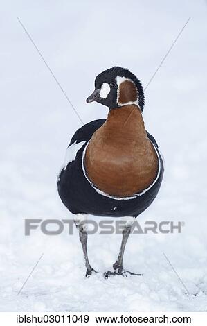 "Red-breasted Goose (Branta ruficollis), gander, in the snow, Arth Goldau, Schwyz, Canton of Schwyz, Switzerland, Europe" View Large Photo Image Stock Photo - "Red-breasted Goose (Branta ruficollis), gander, in the snow, Arth Goldau, Schwyz, Canton of Schwyz, Switzerland, Europe". Fotosearch