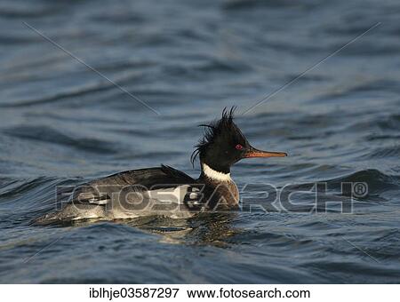 "Red-breasted Merganser (Mergus serrator), Texel, West Frisian Islands, province of North Holland, The Netherlands, Europe" View Large Photo Image Stock Photo - "Red-breasted Merganser (Mergus serrator), Texel, West Frisian Islands, province of North Holland, The Netherlands, Europe". Fotosearch