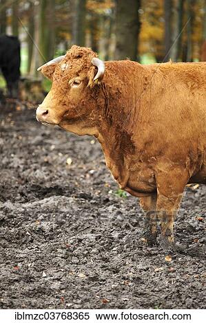 "Red-brown cow, crossing between Limousin and Simmental, standing in the mud, Bavaria, Germany, Europe" View Large Photo Image Stock Photography - "Red-brown cow, crossing between Limousin and Simmental, standing in the mud, Bavaria, Germany, Europe". Fotosearch