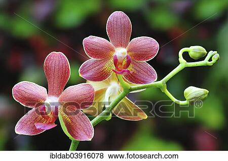 Stock Photo - Red-brown orchid flowers (phalaenopsis) on branch with buds. Fotosearch