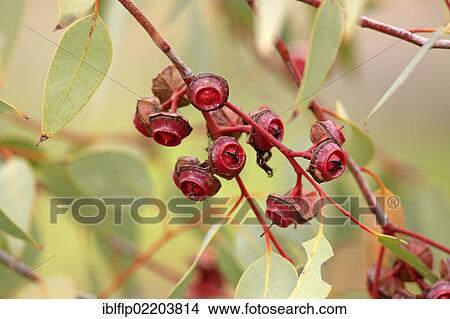 Picture - "Red Bud Mallee (Eucalyptus pachyphylla), close-up of fruit, Outback, Alice Springs, Northern Territory, Australia, Oceania". Fotosearch