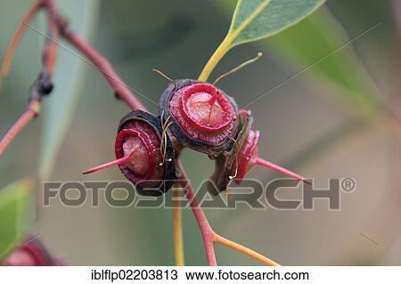 "Red Bud Mallee (Eucalyptus pachyphylla), close-up of fruit, Outback, Alice Springs, Northern Territory, Australia, Oceania" View Large Photo Image Stock Image - "Red Bud Mallee (Eucalyptus pachyphylla), close-up of fruit, Outback, Alice Springs, Northern Territory, Australia, Oceania". Fotosearch
