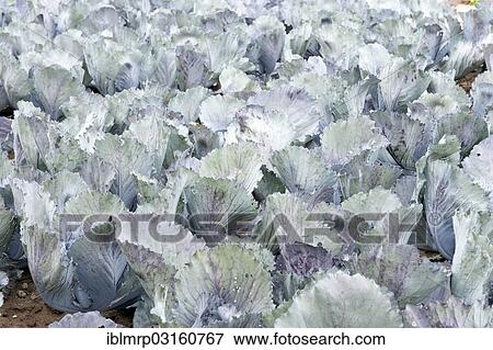 "Red Cabbage (Brassica oleracea) in commercial cultivation, Rhineland-Palatinate, Germany, Europe" View Large Photo Image Stock Photo - "Red Cabbage (Brassica oleracea) in commercial cultivation, Rhineland-Palatinate, Germany, Europe". Fotosearch