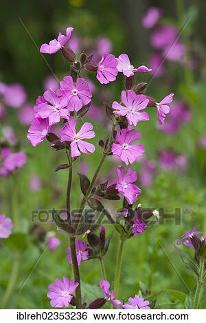 Stock Photograph - "Red Campion (Silene dioica), Donntal valley, Lenningen-Gutenberg, Swabian Alp, Baden-Wuerttemberg, Germany, Europe". Fotosearch