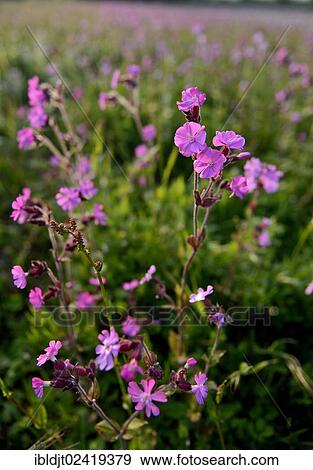 Red Campion (Silene dioica) growing along a wildflower strip bordering an arable field, Norfolk, England, United Kingdom, Europe View Large Photo Image Stock Photo - Red Campion (Silene dioica) growing along a wildflower strip bordering an arable field, Norfolk, England, United Kingdom, Europe. Fotosearch