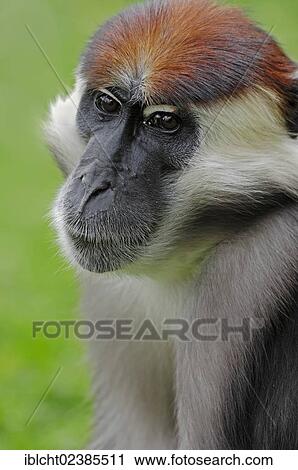 "Red-capped Mangabey, Cherry Crowned Mangabey or White-collared Mangabey (Cercocebus torquatus), male, portrait, native to Africa, in captivity, France, Europe" View Large Photo Image Stock Image - "Red-capped Mangabey, Cherry Crowned Mangabey or White-collared Mangabey (Cercocebus torquatus), male, portrait, native to Africa, in captivity, France, Europe". Fotosearch