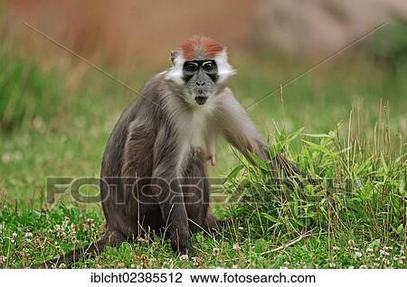 "Red-capped Mangabey, Cherry Crowned Mangabey or White-collared Mangabey (Cercocebus torquatus), female, native to Africa, in captivity, France, Europe" View Large Photo Image Stock Image - "Red-capped Mangabey, Cherry Crowned Mangabey or White-collared Mangabey (Cercocebus torquatus), female, native to Africa, in captivity, France, Europe". Fotosearch