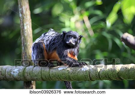 "Red-chested Moustached Tamarin (Saguinus labiatus), adult on a tree, native to South America, capive, Singapore, Asia" View Large Photo Image Stock Photograph - "Red-chested Moustached Tamarin (Saguinus labiatus), adult on a tree, native to South America, capive, Singapore, Asia". Fotosearch