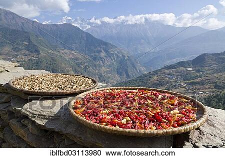 "Red chillies on a wooden plate drying in the sun, Taksindu, Solukhumbu District, Sagarmatha Zone, Nepal, Asia" View Large Photo Image Stock Image - "Red chillies on a wooden plate drying in the sun, Taksindu, Solukhumbu District, Sagarmatha Zone, Nepal, Asia". Fotosearch