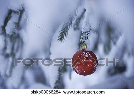 Red Christmas bauble hanging on a snow-covered fir branch View Large Photo Image Picture - Red Christmas bauble hanging on a snow-covered fir branch. Fotosearch