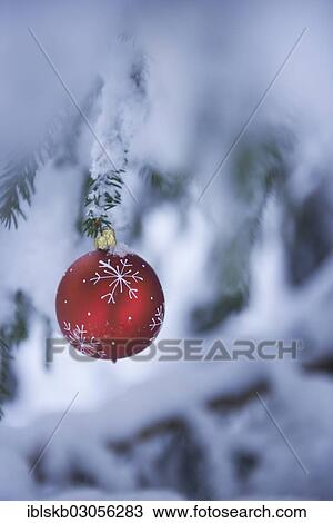 Red Christmas bauble hanging on a snow-covered fir branch View Large Photo Image Stock Image - Red Christmas bauble hanging on a snow-covered fir branch. Fotosearch