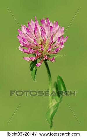 "Red Clover (Trifolium pratense), North Rhine-Westphalia, Germany, Europe" View Large Photo Image Stock Photo - "Red Clover (Trifolium pratense), North Rhine-Westphalia, Germany, Europe". Fotosearch