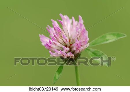 "Red Clover (Trifolium pratense), North Rhine-Westphalia, Germany, Europe" View Large Photo Image Stock Photo - "Red Clover (Trifolium pratense), North Rhine-Westphalia, Germany, Europe". Fotosearch