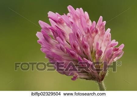 "Red Clover (Trifolium pratense), close-up of flowerhead, Crossness Nature Reserve, Bexley, Kent, England, United Kingdom, Europe" View Large Photo Image Picture - "Red Clover (Trifolium pratense), close-up of flowerhead, Crossness Nature Reserve, Bexley, Kent, England, United Kingdom, Europe". Fotosearch