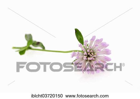 Stock Image - Red Clover (Trifolium pratense). Fotosearch