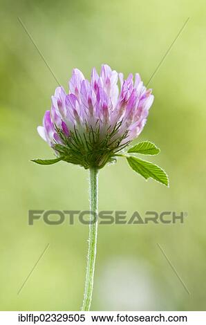"Red Clover (Trifolium pratense), flowerhead, Downe Bank Nature Reserve, North Downs, Kent, England, United Kingdom, Europe" View Large Photo Image Stock Photography - "Red Clover (Trifolium pratense), flowerhead, Downe Bank Nature Reserve, North Downs, Kent, England, United Kingdom, Europe". Fotosearch