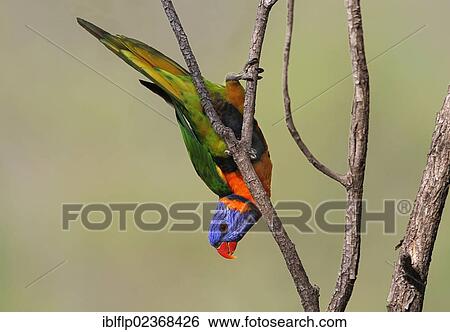 "Red-collared Lorikeet (Trichoglossus rubritorquis), adult, hanging from twig, Northern Territory, Australia, Oceania" View Large Photo Image Stock Photograph - "Red-collared Lorikeet (Trichoglossus rubritorquis), adult, hanging from twig, Northern Territory, Australia, Oceania". Fotosearch